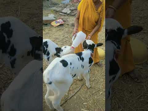radha ji gori🤗💓👀#shorts#ytshorts#shortsviral#trending#dairyfarm#cutebaby