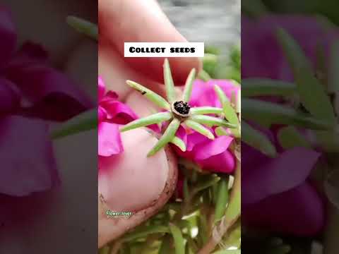Apne try Kiya kya ( mossrose cross pollination)......#youtubeshorts #trending #flowers