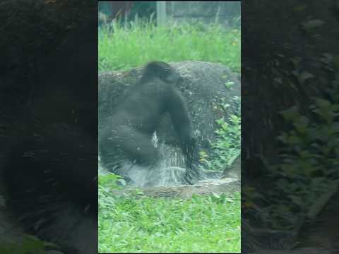台北市立動物園のゴリラが水遊びを楽しむ様子【癒し映像】 サムネイル