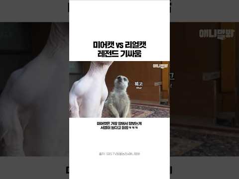 미어캣 vs 리얼캣 레전드 기싸움 ㄷㄷ #애니멀봐 #강아지 #미어캣