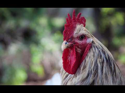 Rooster Sounds