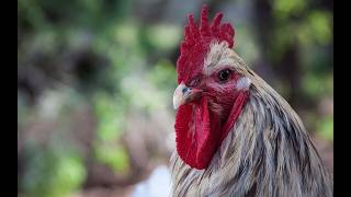 Rooster Sounds