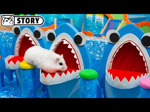 Awesome Hamster Water Roller Coaster in the Pool Maze 🐹 Homura Ham