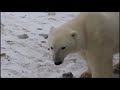 Polar Bear Characteristics and Habitat