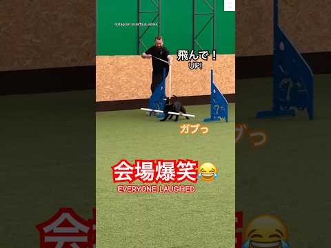会場爆笑‼️ジャンプ失敗が面白すぎる😂　　#犬　#面白い　#犬のいる暮らし#funnydogs   #dog  #viralvideo サムネイル