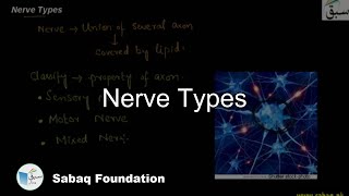 Nerve Types