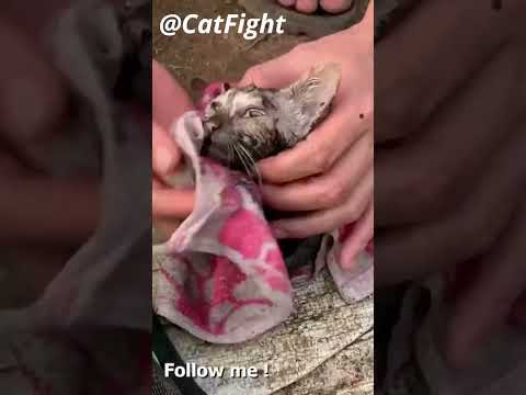 Rescue An Abandoned Kitten!