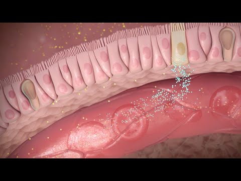 How Semaglutide Works in Weight Loss and Type 2 Diabetes