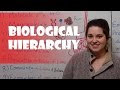 Biological Hierarchy and Cell Functions