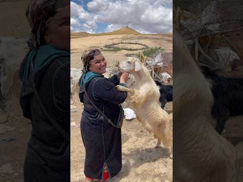 🚨رايسة جميلة مدابزة مع عتروس قرع گاوري 🤣🤣