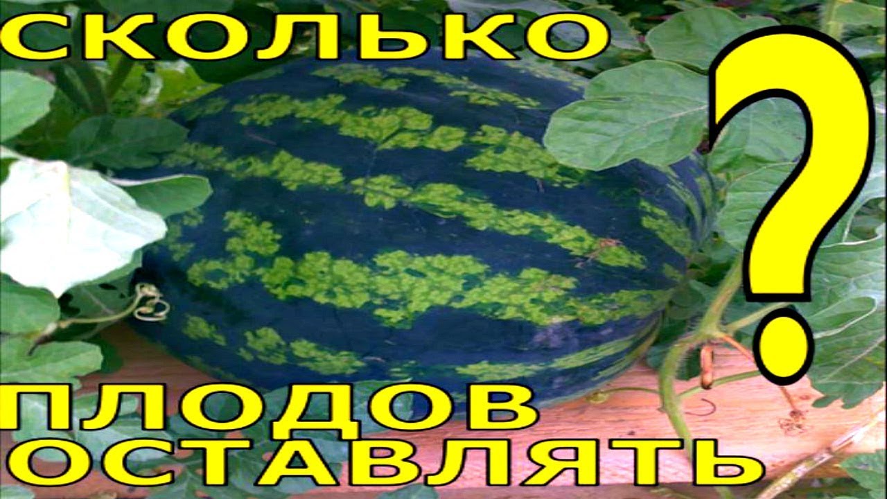 Семейство тыквенные отличия в выращивании