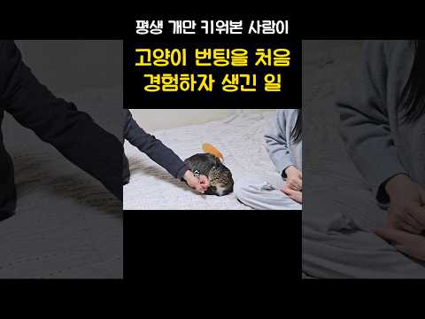 자기 용돈 스스로 버는 고양이
