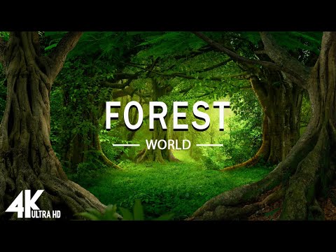 FLYING OVER FOREST (4K UHD) - Relaxing Music Along With Beautiful Nature Videos - 4K Video HD