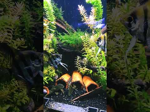 Zebra Angelfish having a lovers quarrel??? 😆 