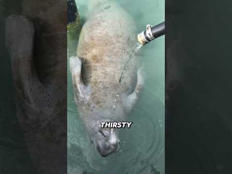 Why Manatees Are SO Thirsty! 🌊💧