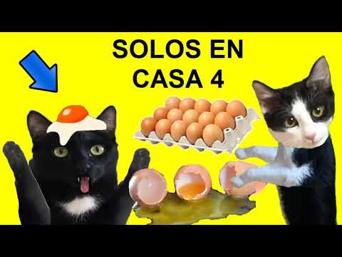 Gatos Luna y Estrella solos en casa CAP 4 Juegos con huevos / Videos de gatitos