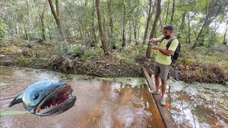 🔥ആമസോൺ കാടു പോലെ ഒരു സ്ഥലം.. ആഹാ അടിപൊളി മീനും | Kerala Snakehead Catch and Cook 