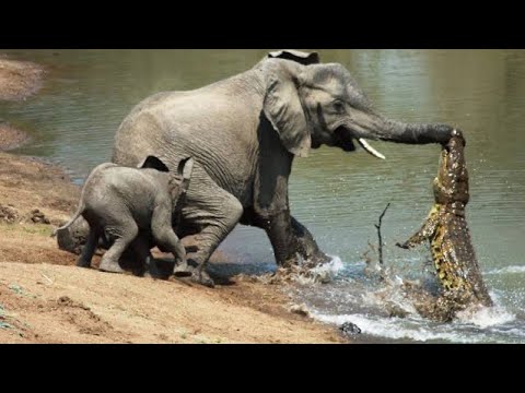Elephant Killing a crocodile live #animals #ugandatourism #wildlife #discoveruganda #bigelephant