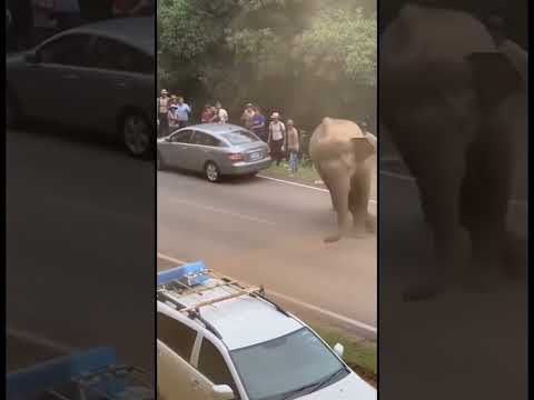 The elephant somersaulted but it was fine! #viral