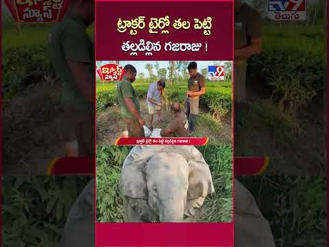iSmart News : ట్రాక్టర్ టైర్లో తల పెట్టి తల్లడిల్లిన గజరాజు ! | Elephant - TV9