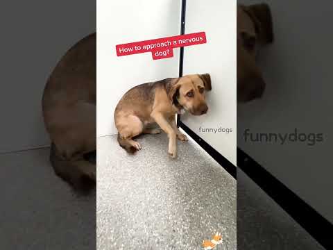 funnydogs#cute#doglover#doglife#cure#dogshorts#pet#doglife#dogshorts