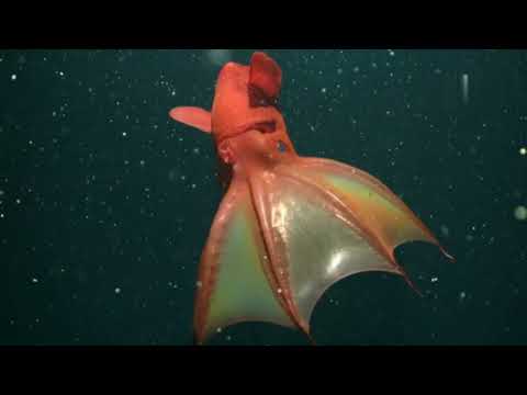 Top 5 Deep Sea Creatures That Don’t Even Look Real
