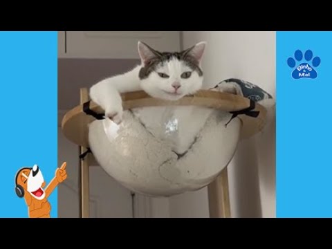 Animais engraçados - Cães e gatos engraçados - Binho e Mel #86