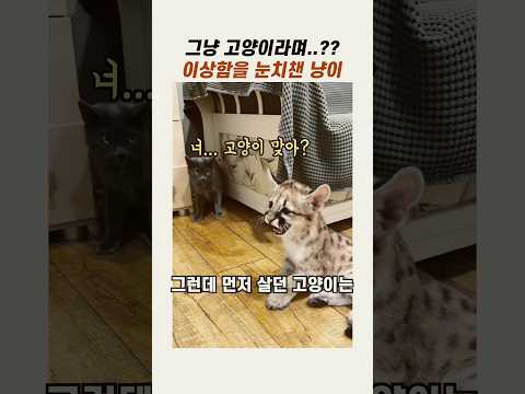 이상함을 눈치챈 냥이 #<strong>귀여운고양이</strong> #야옹이