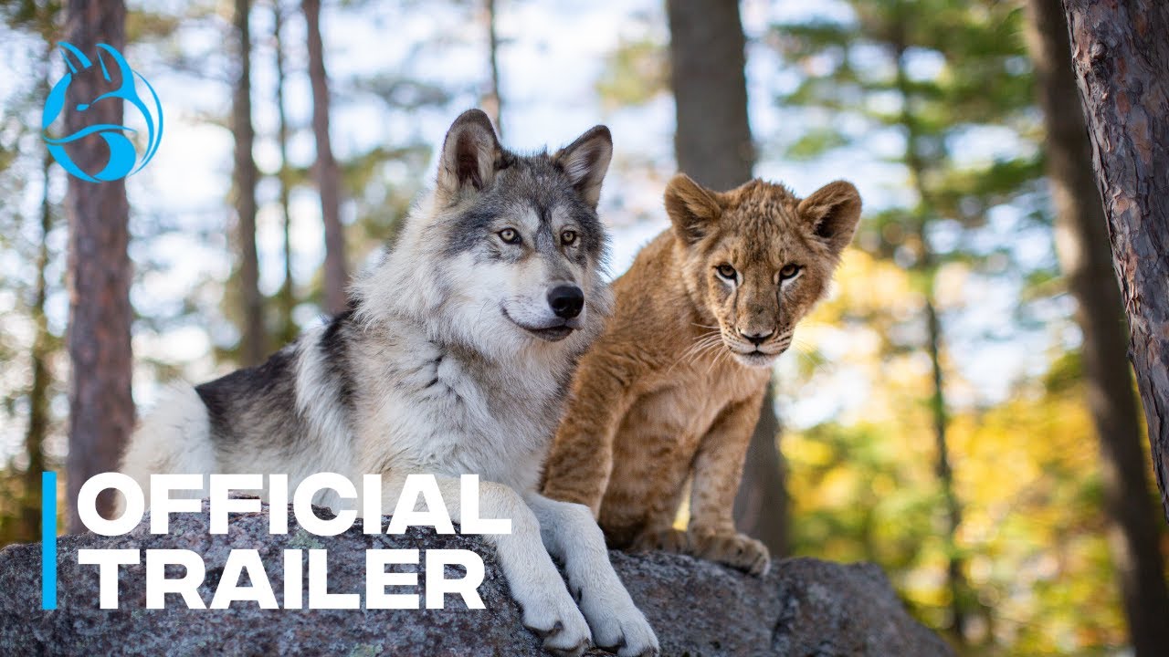Le Loup et le Lion Miniature du trailer