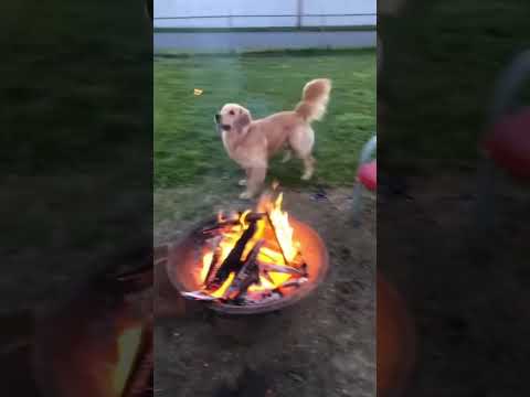 Golden Retrievers are always so dramatic.#dog#dogs#funny#for #foryou #fyp #foryoupage #funnyvideo