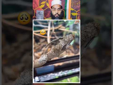 ईमान वाले इस विडियो को शेयर करेंगे..?? 👈