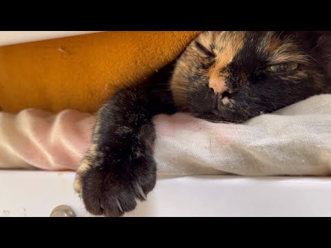 秋のもぐり猫【Autumn morning, hide-and-seek cat】