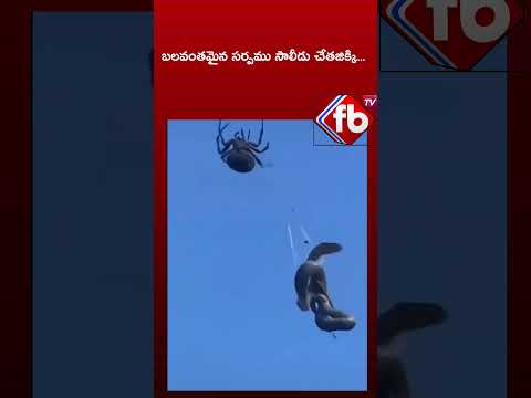 సాలీడు చేత చిక్కిన పాము | #shorts #ytshorts #viralvideo | FBTV NEWS