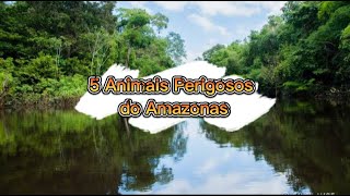 5 ANIMAIS PERIGOSOS DA AMAZÔNIA