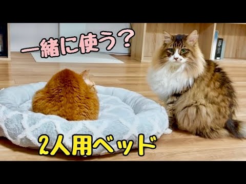 険悪猫に2人用ベッドをあげたら使ってくれるのか？元野良猫まるとら&ぽこまる