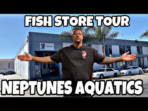 FISH STORE TOUR!! NEPTUNES AQUATICS!! FISH STORE TOUR!! NEPTUNES AQUATICS!!

Address to Neptunes Aquatics 
1238 N 5th St. 
San Jose, CA. 9