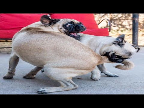 Made your day with these funny and cute Pug Puppy Videos Compilation