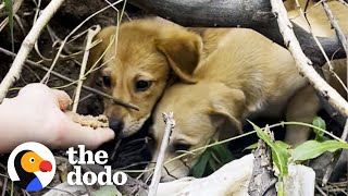 Puppy Left In A Cardboard Box On The Beach Gets A New Lease On Life | The Dodo