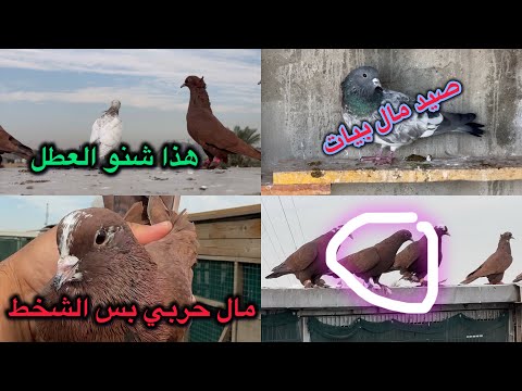 اليوم خبطت كومات مال حمر😱صيد مال اعزاز❤️فصل عالمي الاجواء فوووول✌️😍😍😍