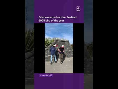 Falcon voted New Zealand bird of the year