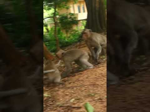 Monkey video Prank monkey #funny #monkey #monkeyvideo #animals #funnyanimal #monkeyshow #animals