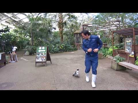 This Persistent Baby Penguin Will Make You Squeal With Delight Or TERRIFY YOU!