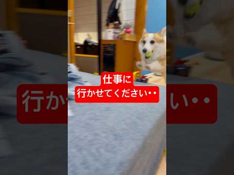 仕事に行くのを阻止しておいてそれ? #コーギー #つーちゃん #corgi