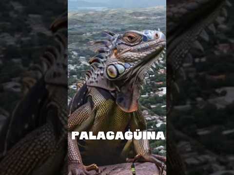 😱 ¿Sabías que Palacagüina guarda historias y paisajes que casi nadie te muestra? #viral #parati #