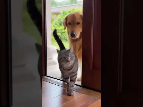 Cat Enters First… Then Slaps the Dog for No Reason 😂🐾🐱猫が先に入って…なぜか犬をペシッ！理由はナゾ🐾 #cutepets #cute#shorts