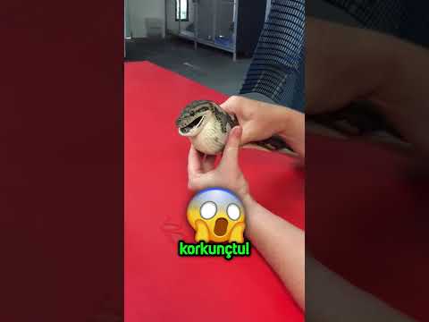 Yılanın İçinden Çıkana İnanamayacaksınız!😱🐍🤯