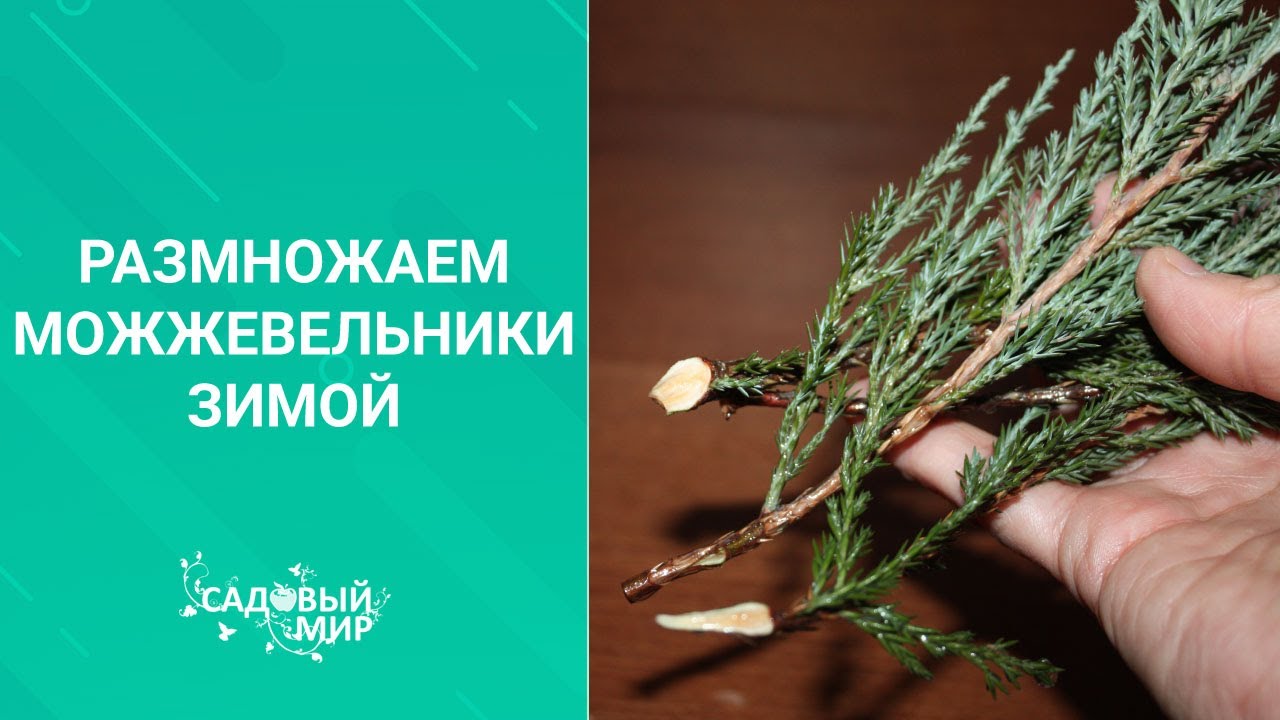 Размножаем можжевельники зимой. Методика зимнего черенкования хвойных растений