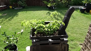 Transplant Hydroponic Pepper Into Compost Bin