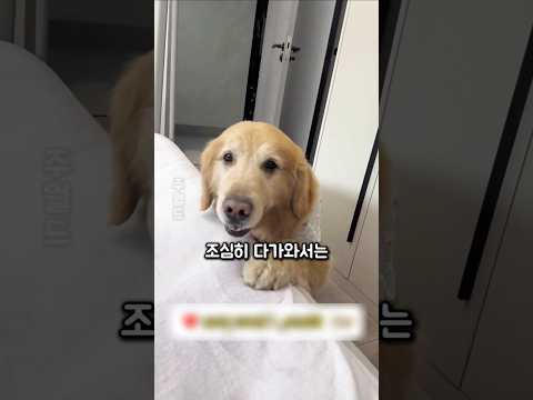 주인에게 사랑을 표현하는 강아지