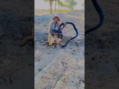 Oh monkey and cobra snake #shortsfeed